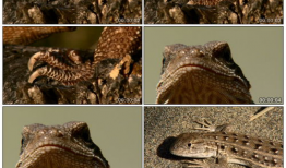 蜥蜴视频,跟随视频探索爬行动物的奇妙世界