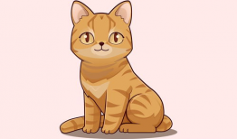 猫动漫,猫界动漫的奇幻冒险之旅